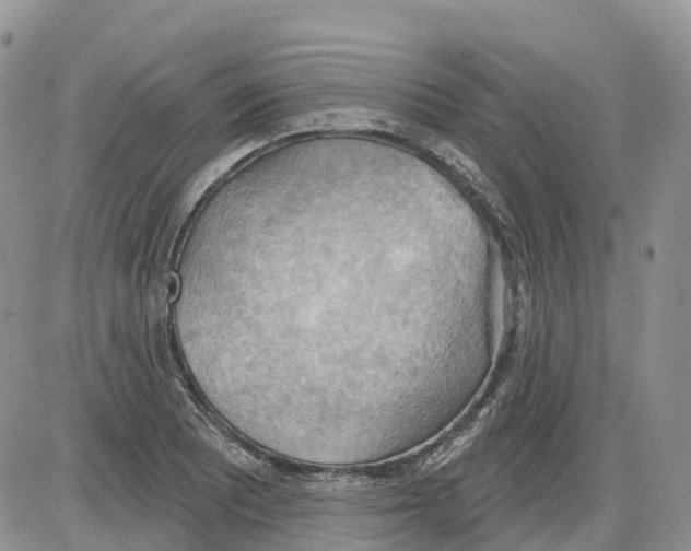 X0000086001081200704201825