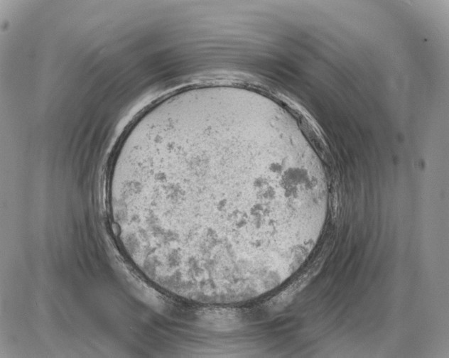 X0000086001083200704201825