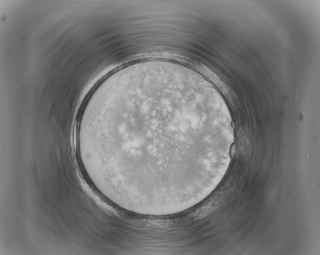 X0000086001084200704201825