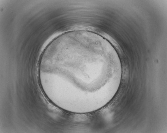 X0000086001094200704201825