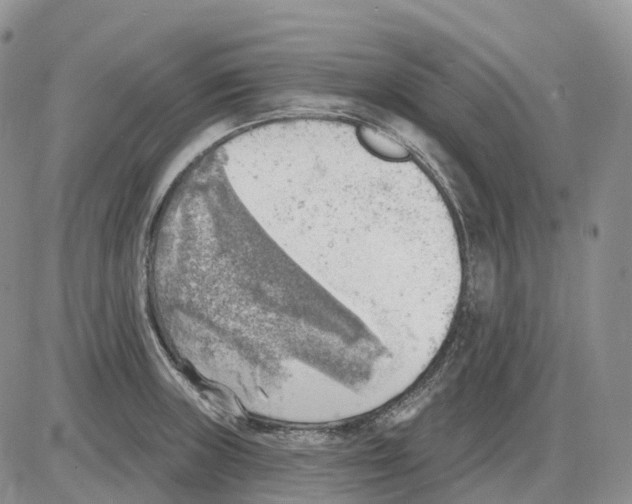 X0000086001235200704201823