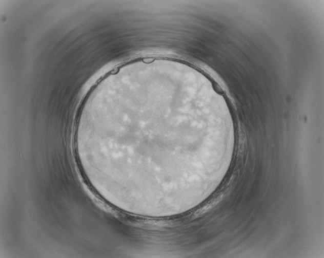 X0000086001245200704201823