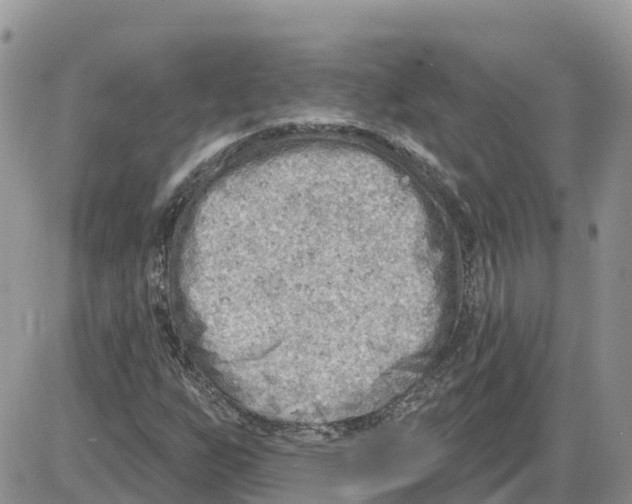 X0000086001255200704201822