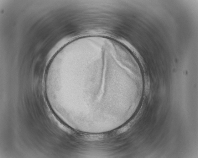 X0000086001294200704201822