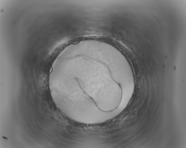 X0000086001351200704201821