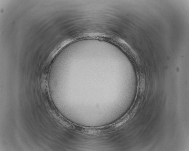 X0000086001361200704201821