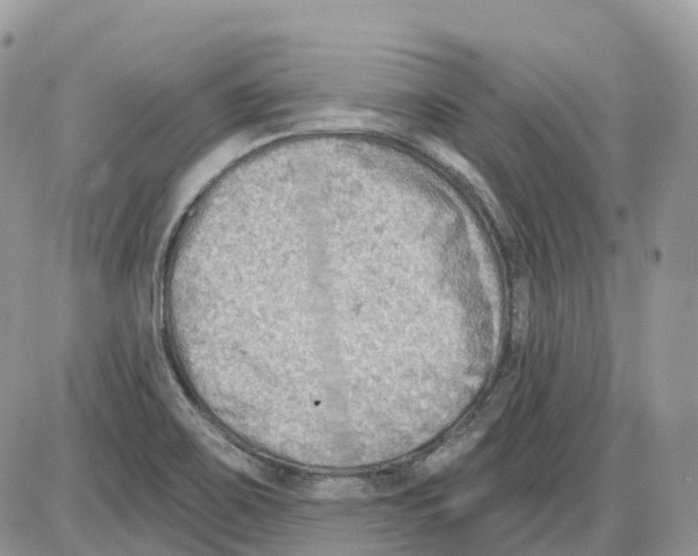 X0000086001467200704201819