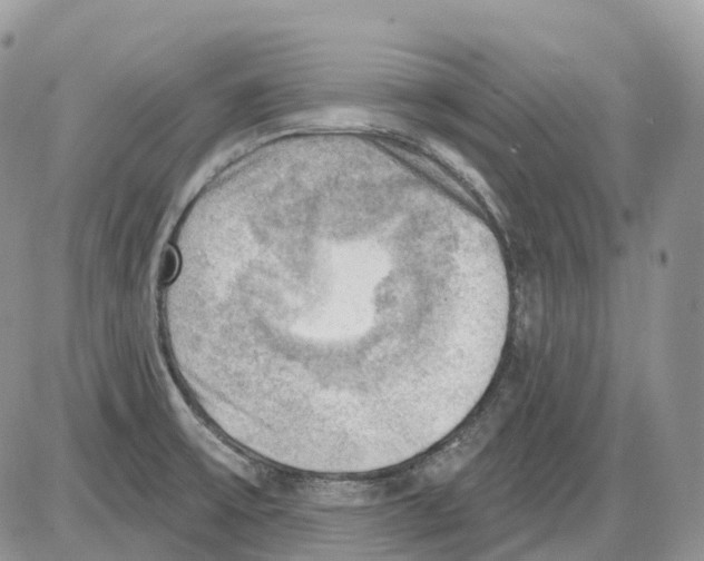 X0000086001475200704201819