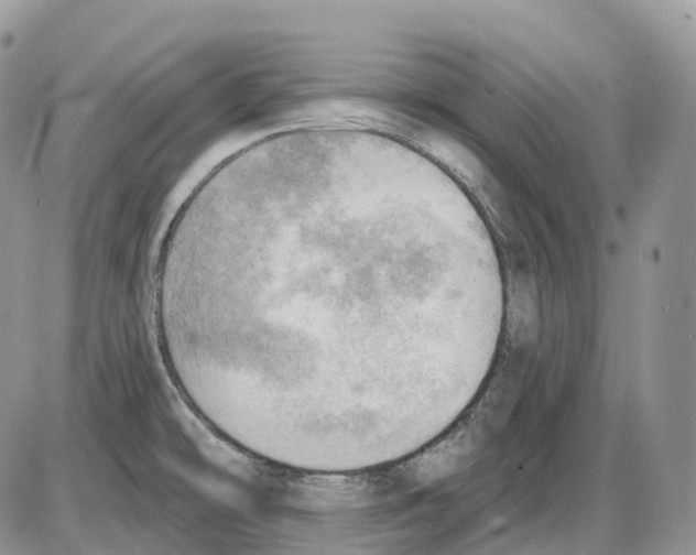 X0000086001478200704201819