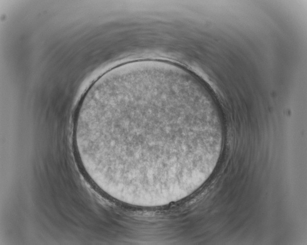 X0000086001508200704201818