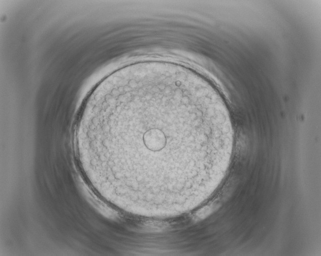 X0000086001514200704201818