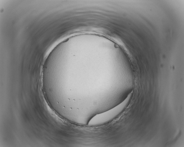 X0000086001524200704201819