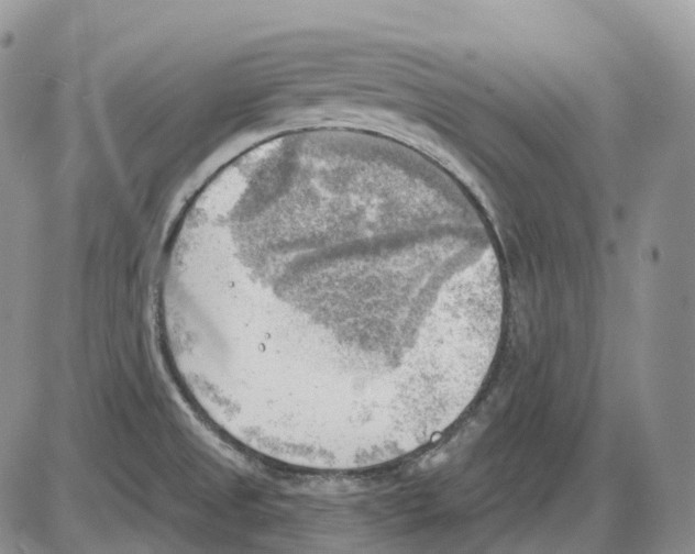 X0000086001525200704201819