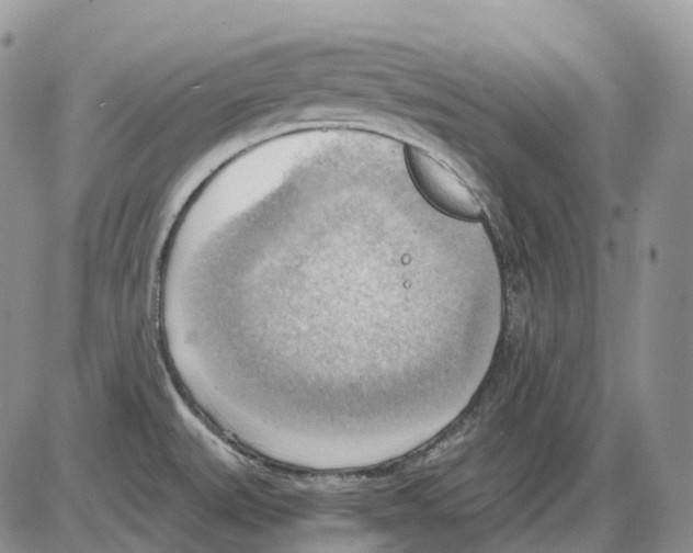 X0000086001527200704201819