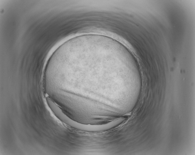 X0000086001536200704201819