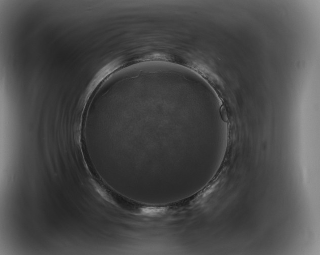 X0000086010051200703301019