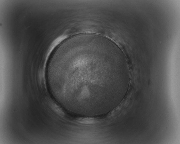X0000086010104200703301019