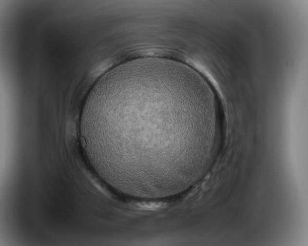 X0000086010105200703301019