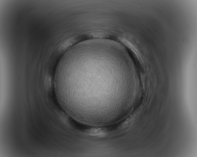 X0000086010117200703301019