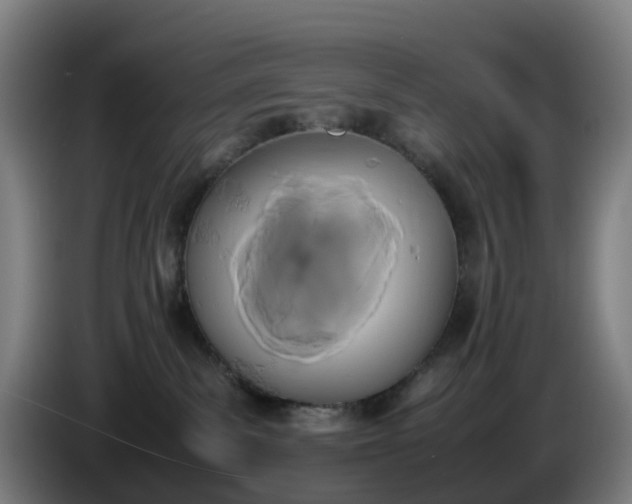 X0000086010139200703301018