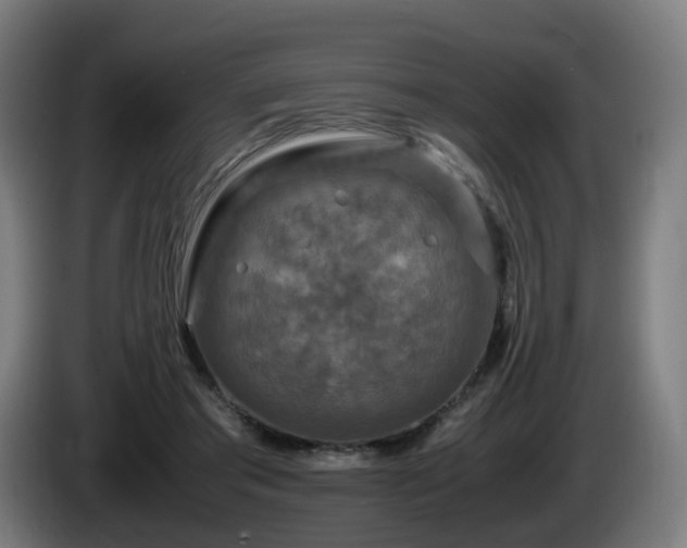 X0000086010405200703301015