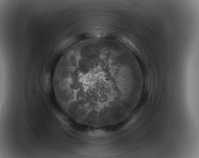 X0000086010594200703301012