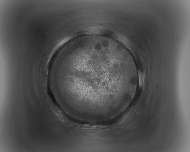 X0000086010675200703301011