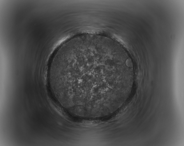 X0000086010679200703301011