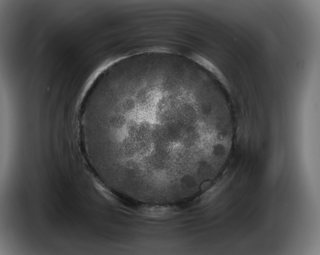 X0000086011027200703301006
