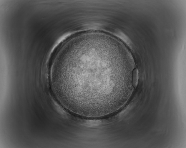 X0000086011118200703301004