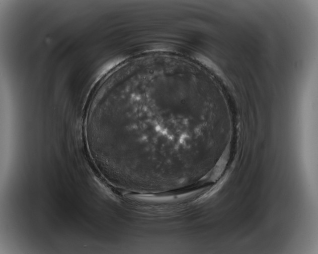 X0000086011121200703301004