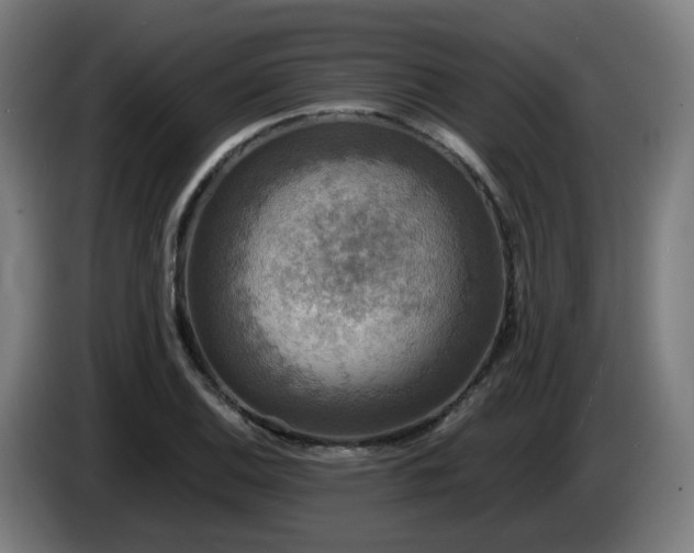 X0000086011124200703301004