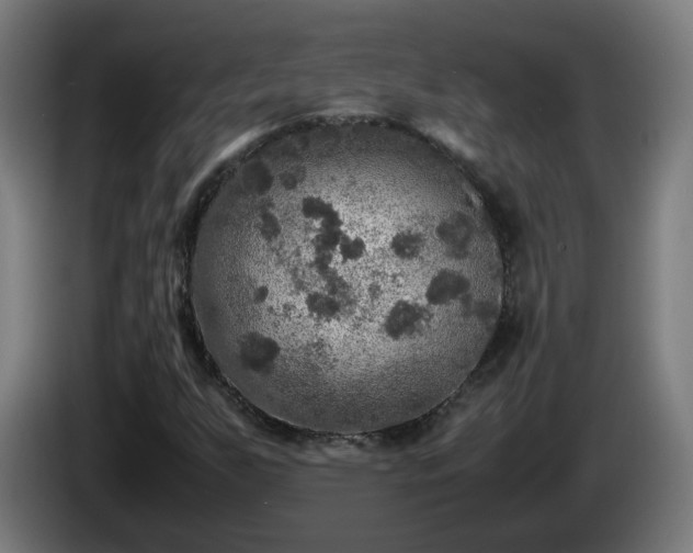 X0000086011255200703301002