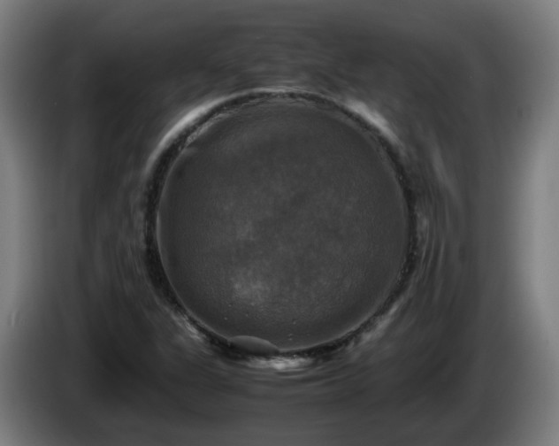X0000086011311200703301001