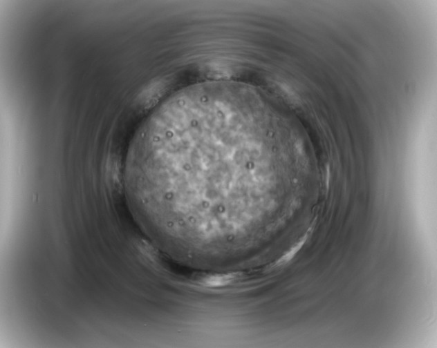 X0000086010178200704091102