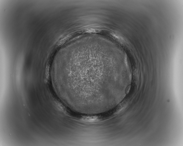 X0000086010554200704091057