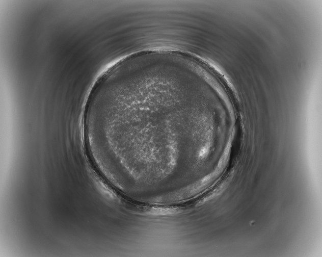 X0000086010840200704091054