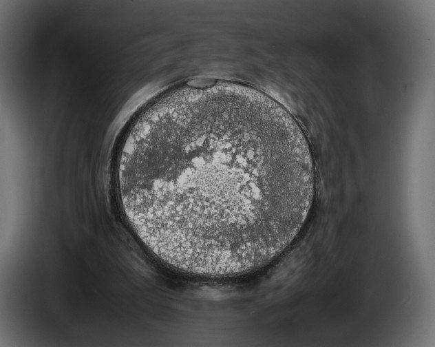 X0000086010199200704131835