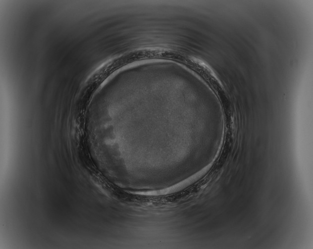 X0000086011064200704131823
