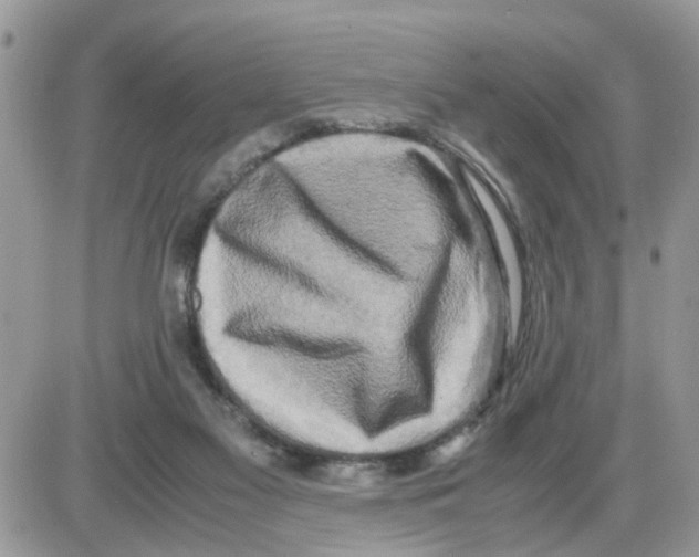 X0000086010117200704201906