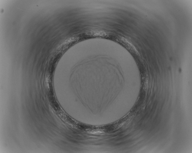 X0000086010643200704201857