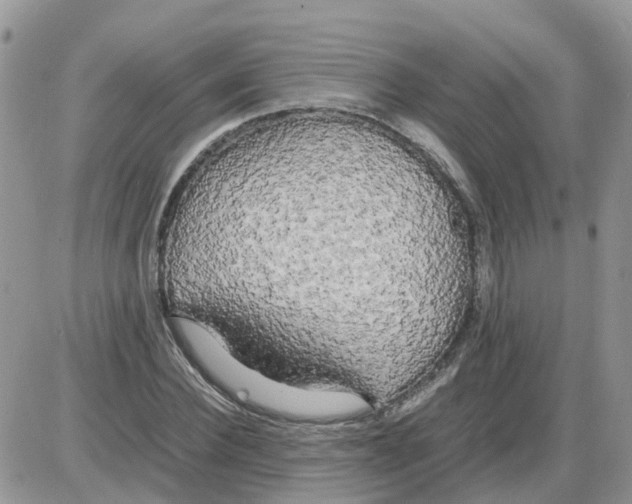 X0000086010924200704201852
