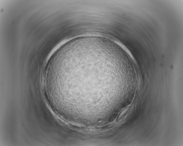 X0000086011101200704201850