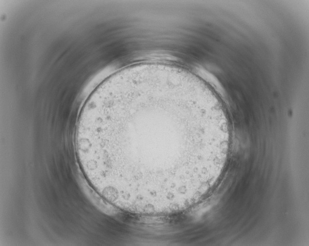X0000086011338200704201847