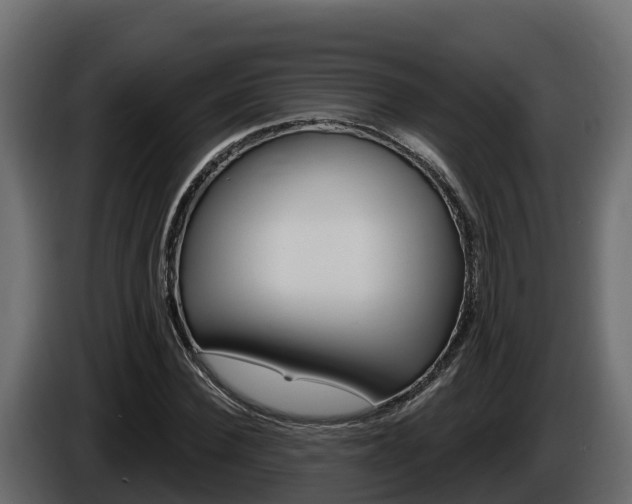 X0000086020924200703230929