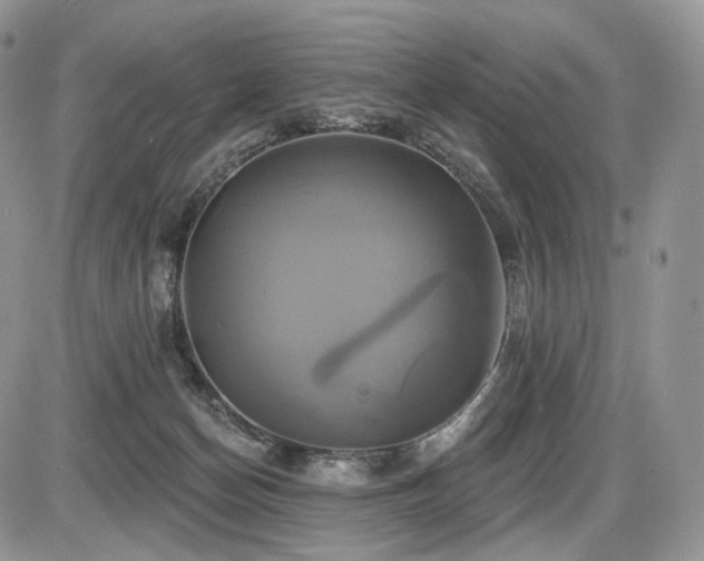 X0000086020174200703231155