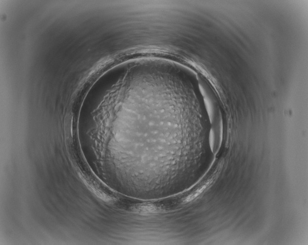 X0000086020253200703231153