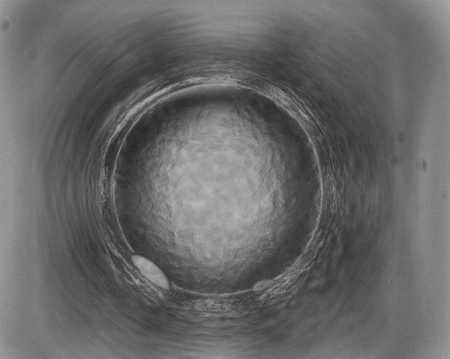 X0000086020338200703231151
