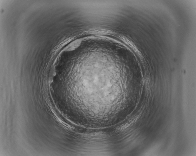 X0000086020433200703231150