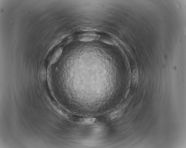 X0000086020474200703231150